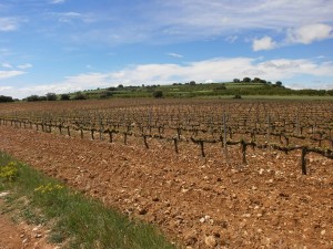 Camino de Adahuesca. Plantaciones de viñedos
