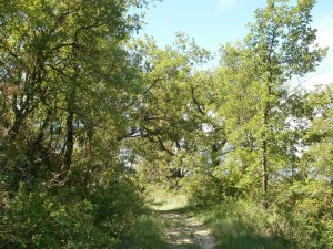 Camino del Mesón de Ligüerre