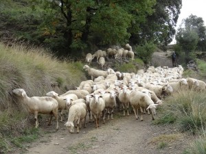 San Juan de Toledo. Rebaño de ovejas