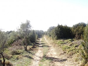 Camino del Cerro de Quizáns