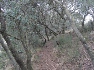 Carrascal, camino Piedra de los Moros
