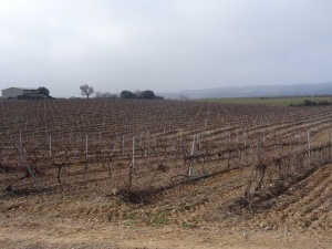 Artasona. Plantaciones de viñedos