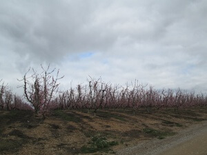 Árboles frutales, camino de Alcolea de Cinca