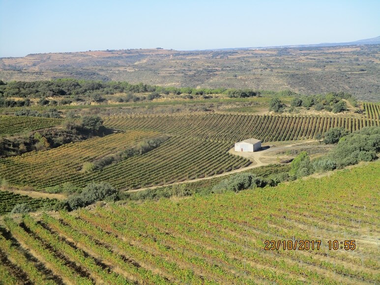 Sierra de la Candelera. Plantación de viñedos 