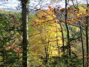 El otoño por la senda de la Pardina de Ballarín 